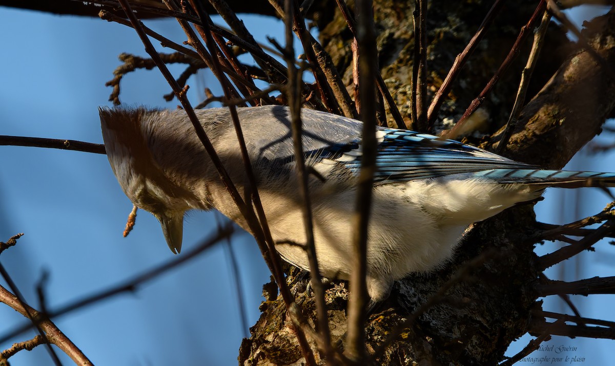 Голубая сойка - ML647379511