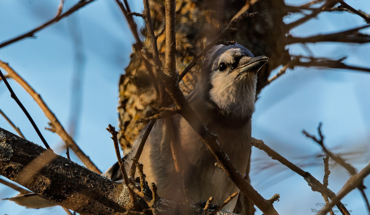 Голубая сойка - ML647379512