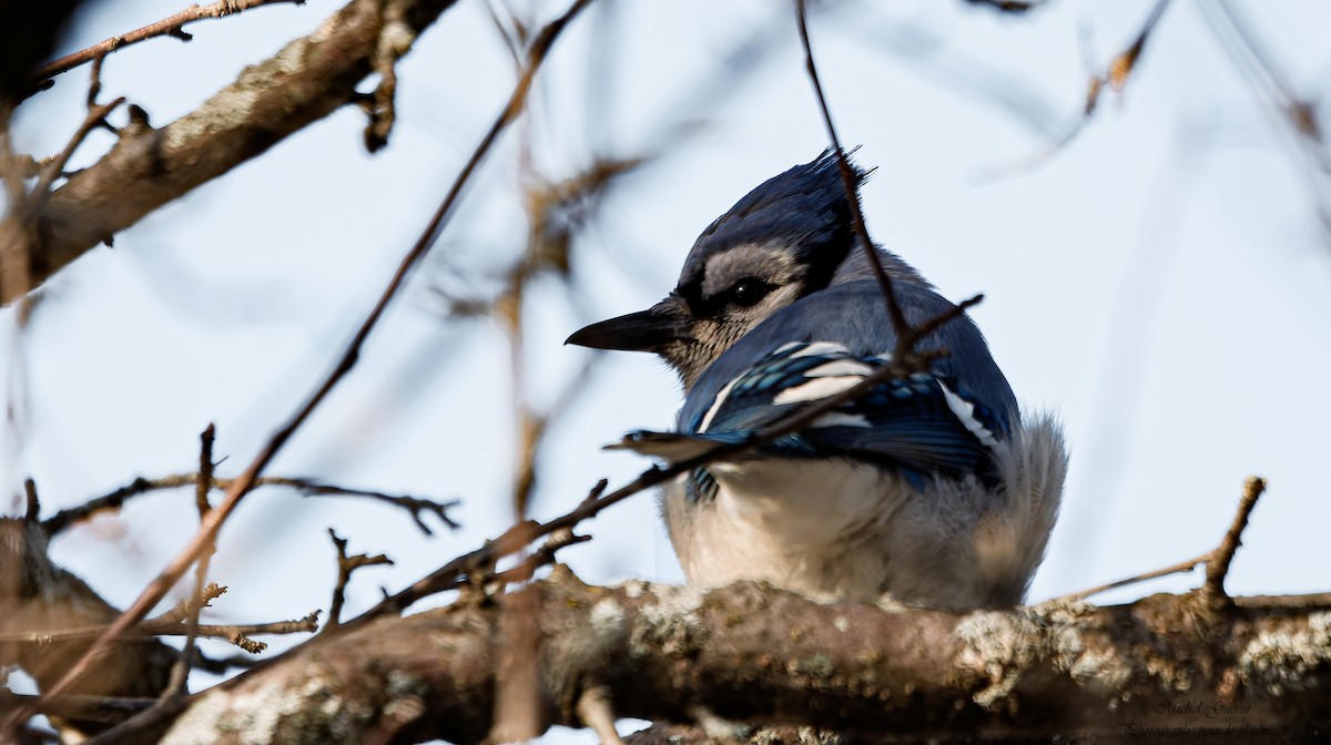 Голубая сойка - ML647379513