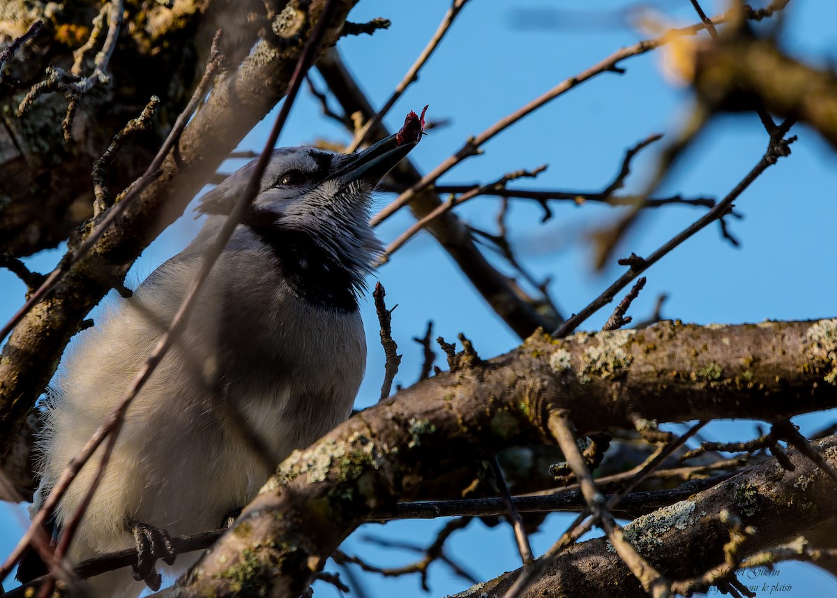 Голубая сойка - ML647379514