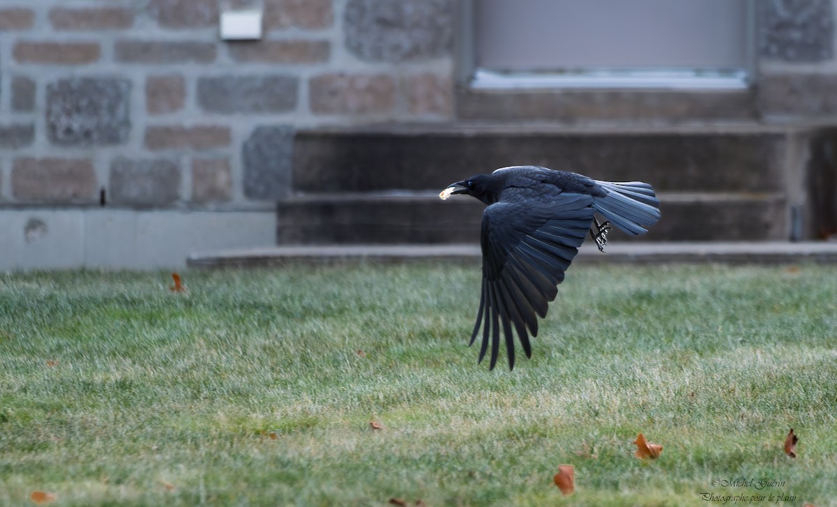 Американская ворона - ML647379521