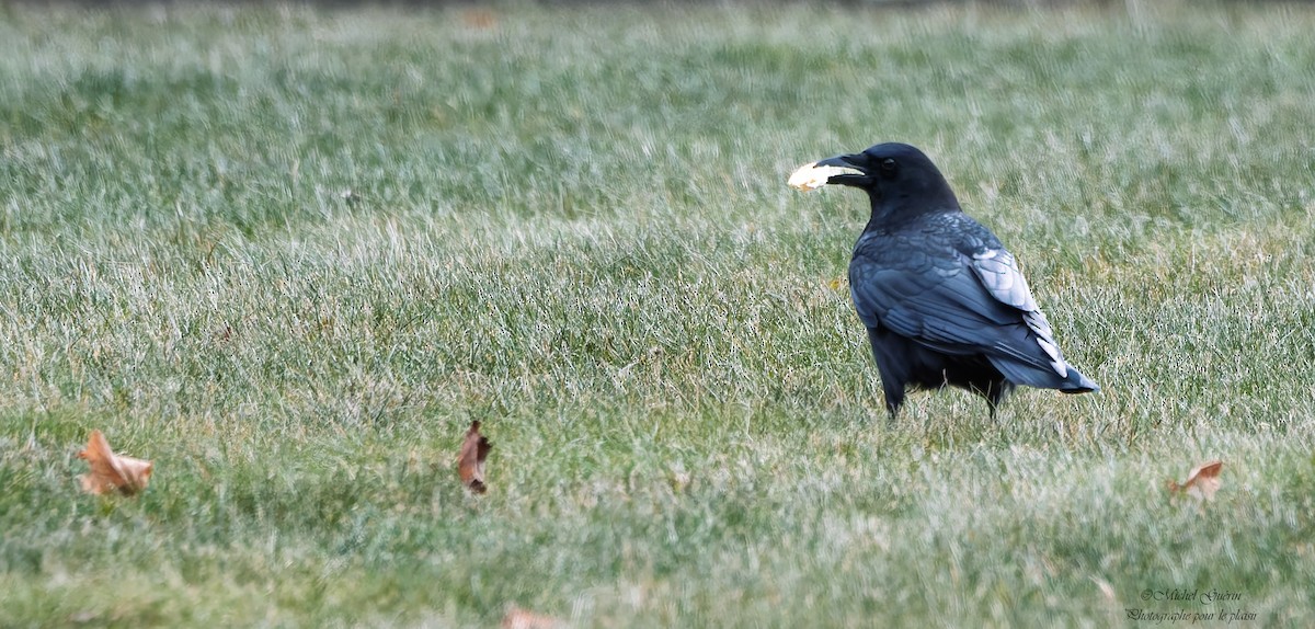 Американская ворона - ML647379522