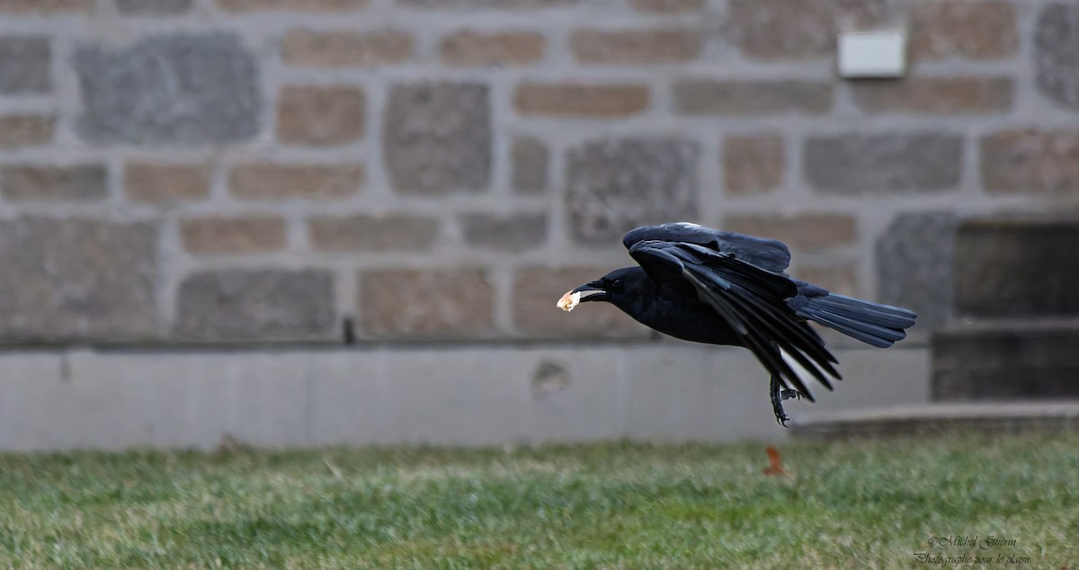 Американская ворона - ML647379523