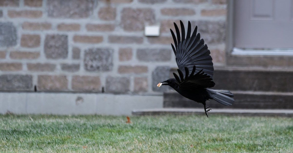 Американская ворона - ML647379524