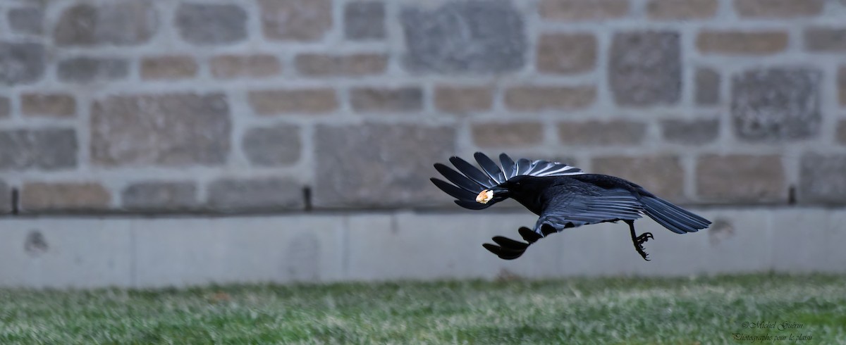 Американская ворона - ML647379526