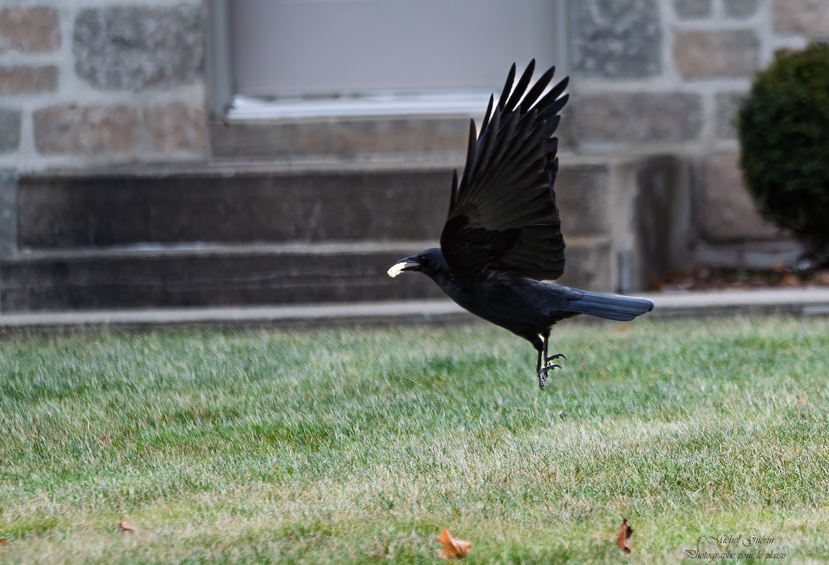 Американская ворона - ML647379528