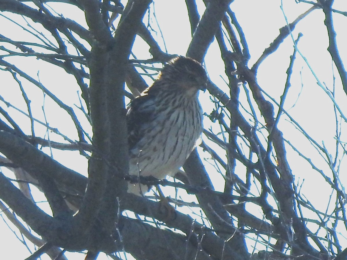 Cooper's Hawk - ML647379530