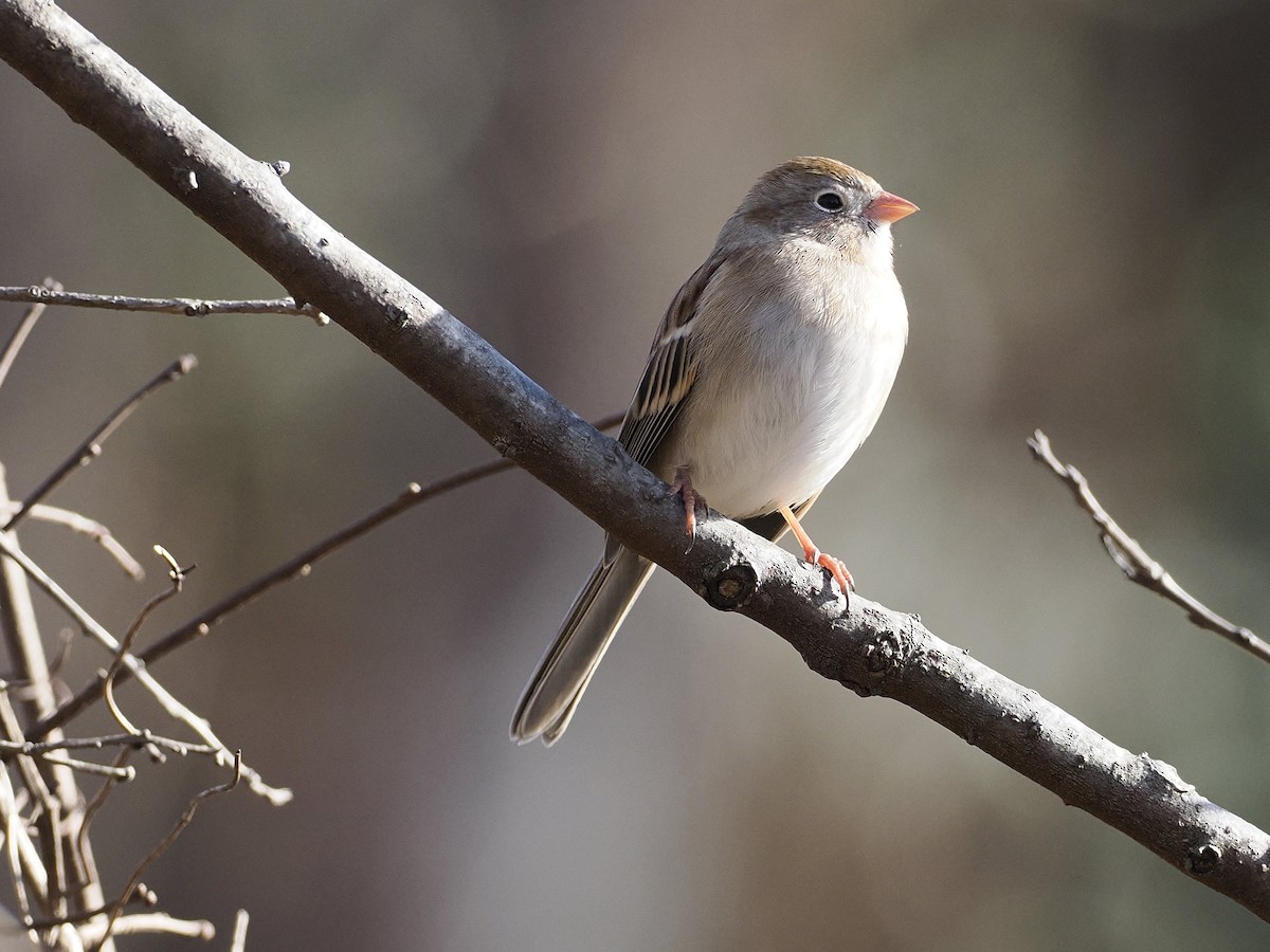 Field Sparrow - ML647379531