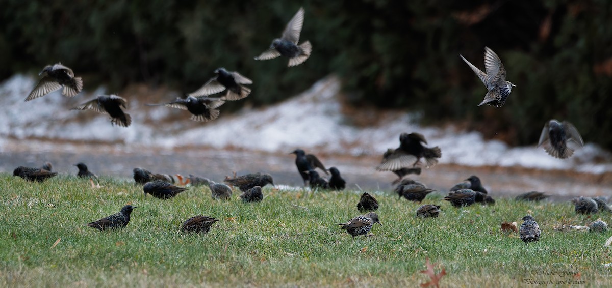 Шпак звичайний - ML647379536