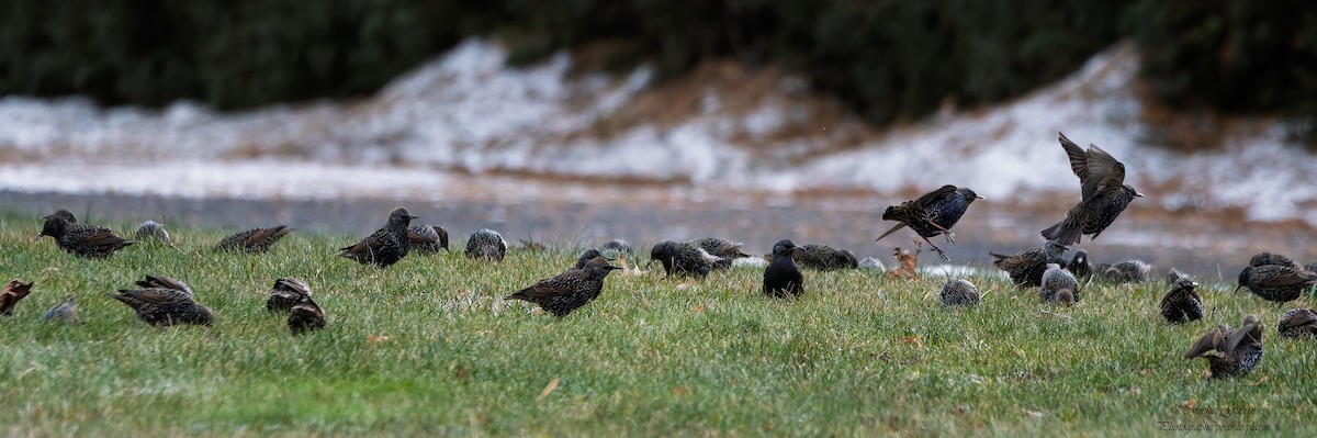 Шпак звичайний - ML647379537