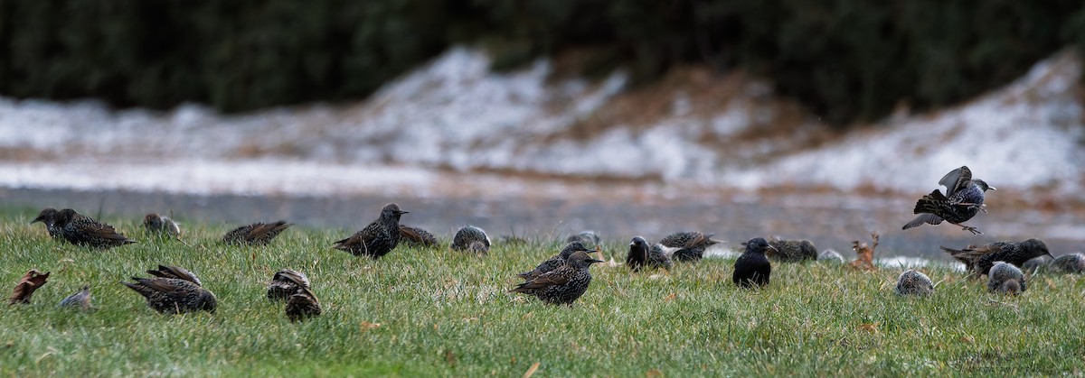 Шпак звичайний - ML647379538