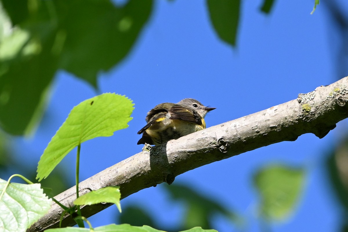 Горихвостковая древесница - ML647379539