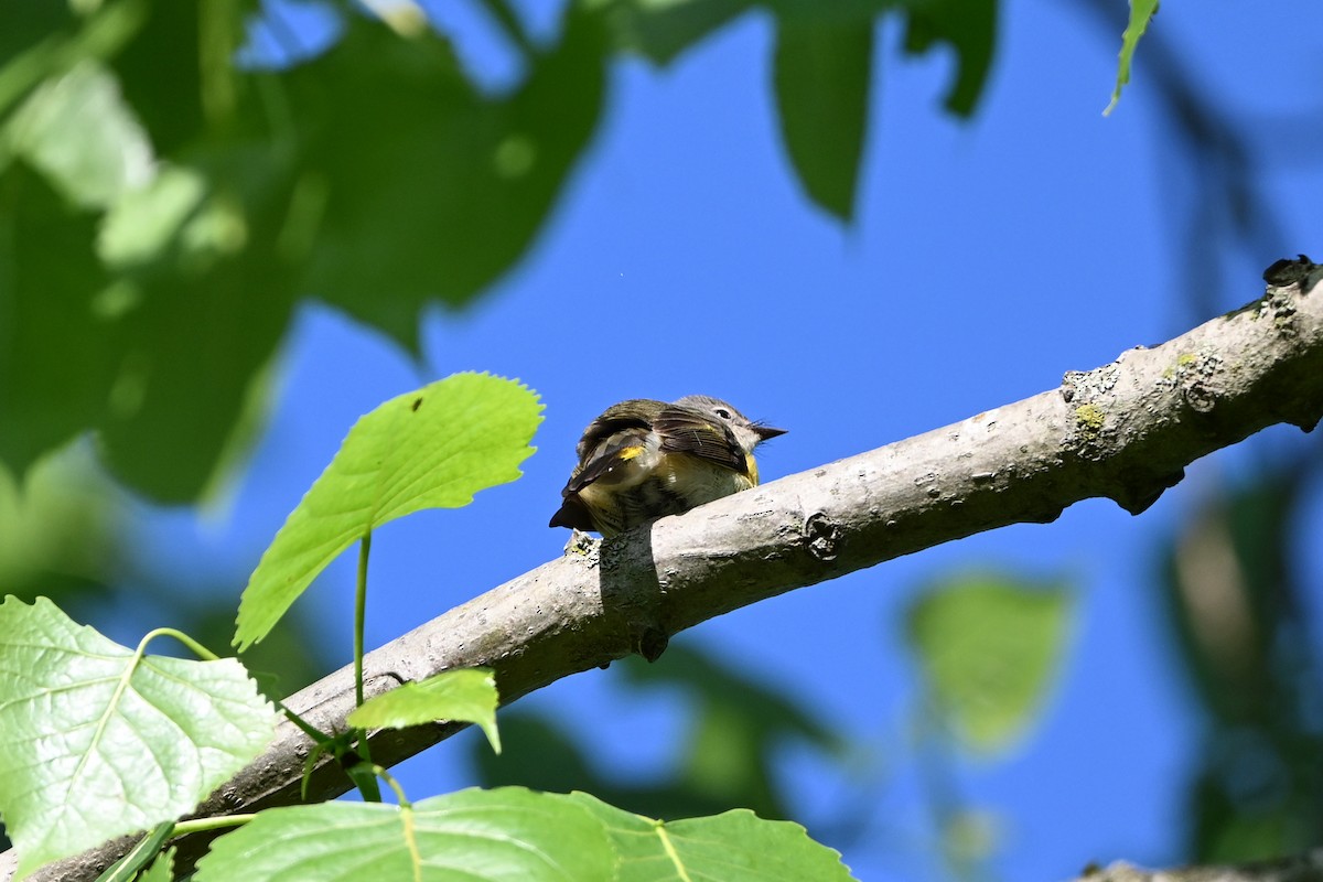 Горихвостковая древесница - ML647379544