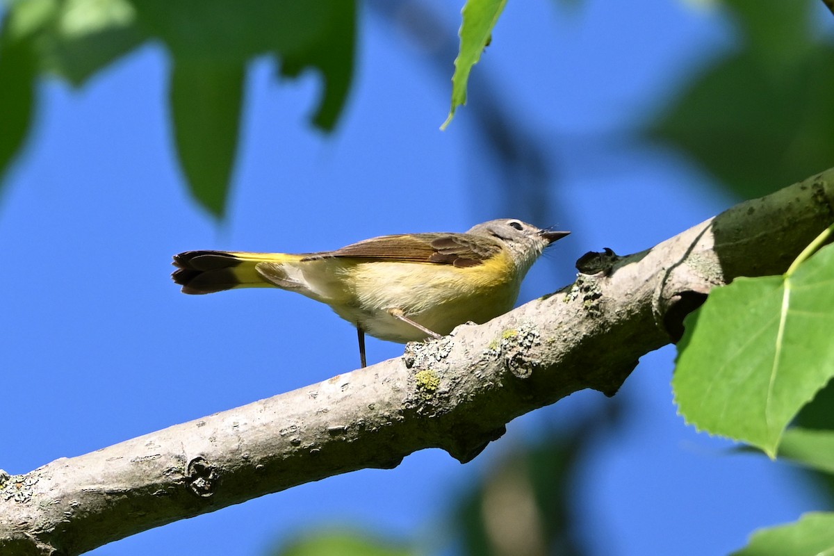 Горихвостковая древесница - ML647379545