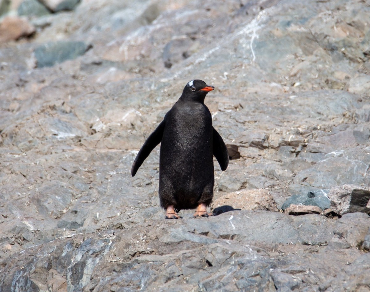 Gentoo Penguin - ML647379548