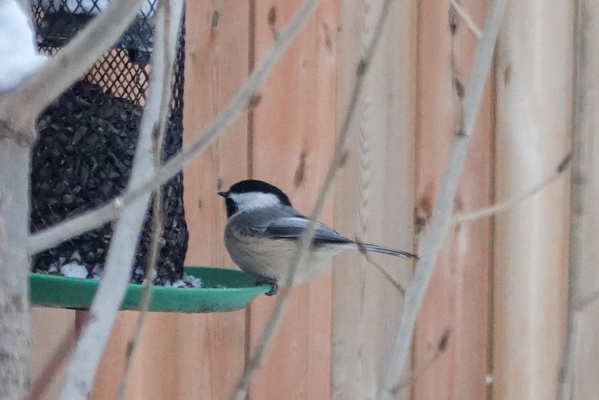 Amerika Baştankarası - ML647379559