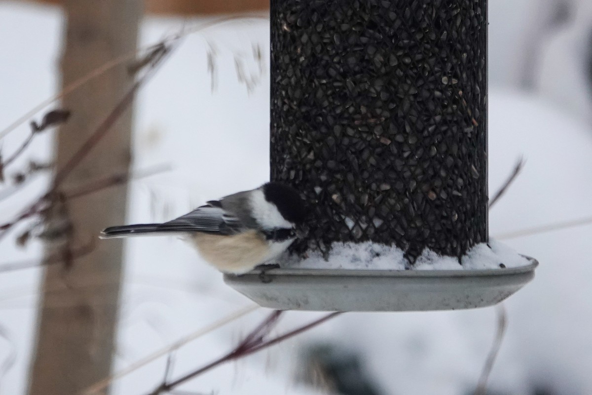 Amerika Baştankarası - ML647379560