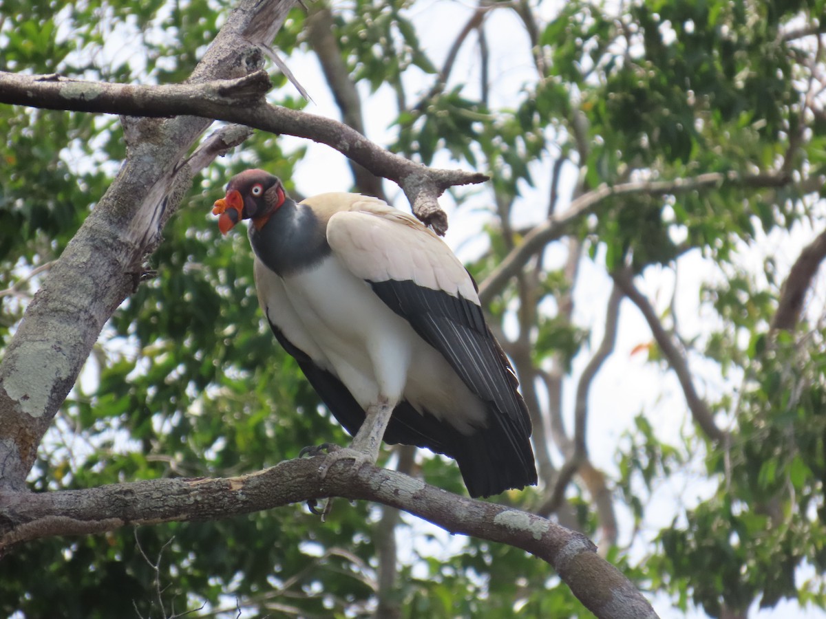 King Vulture - ML647379569