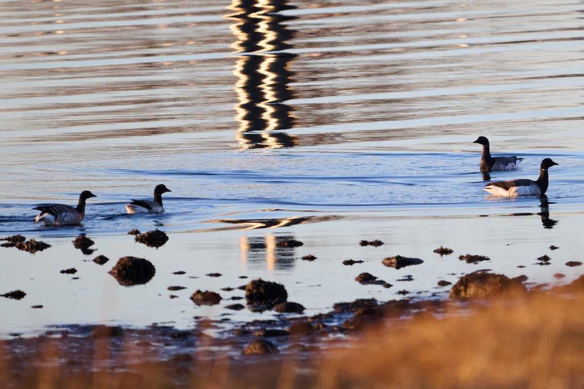 Чёрная казарка - ML647379578