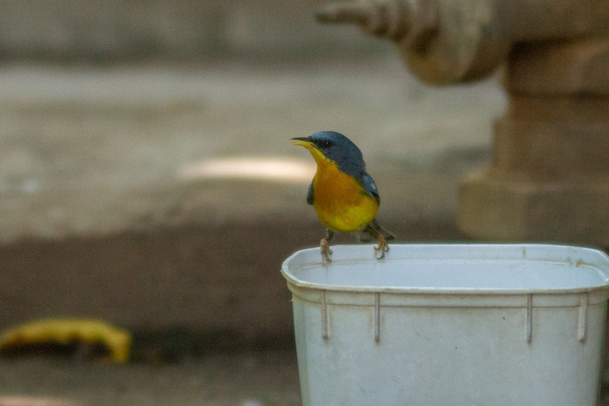 Tropical Parula - ML647379581