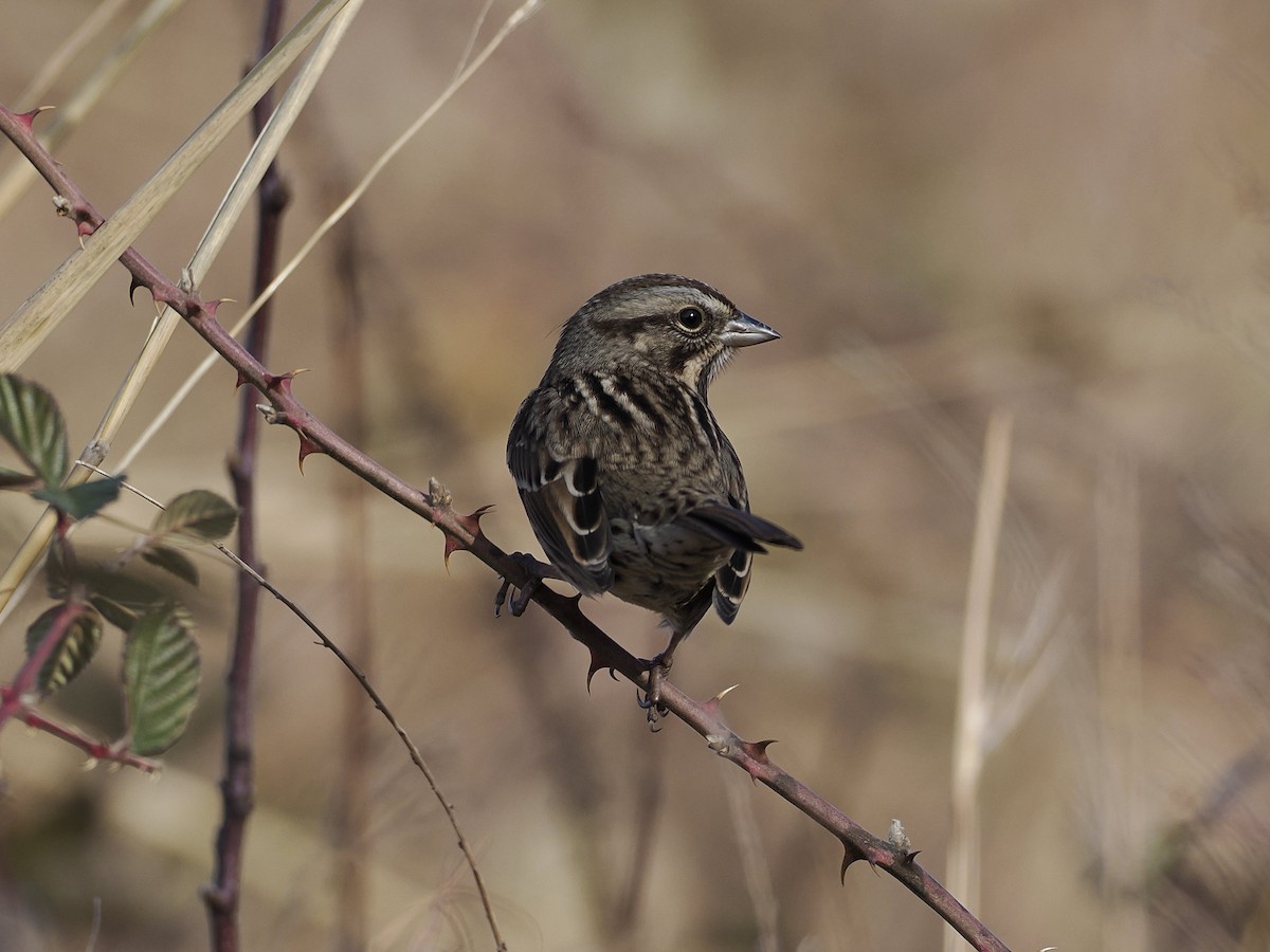 Song Sparrow - ML647379583