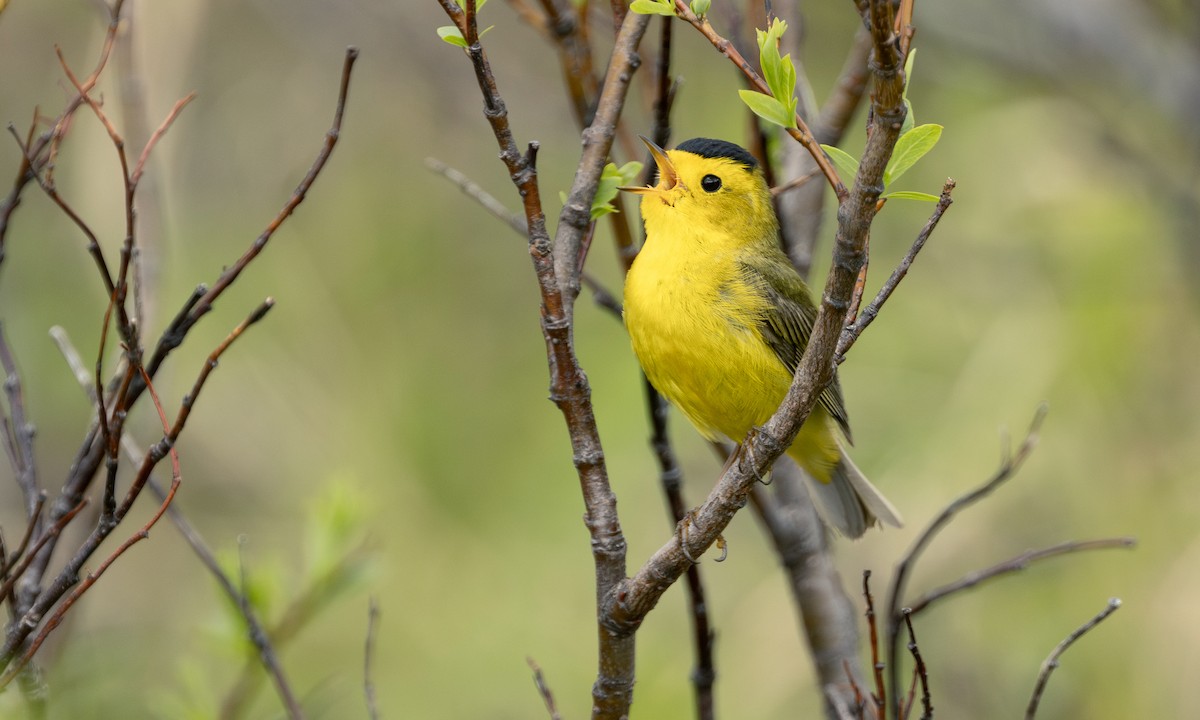 Wilson's Warbler - ML647379584