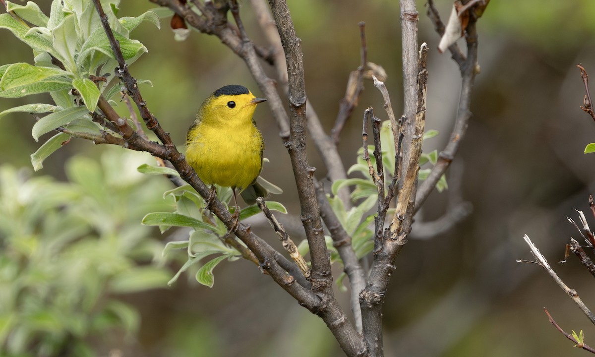 Wilson's Warbler - ML647379596