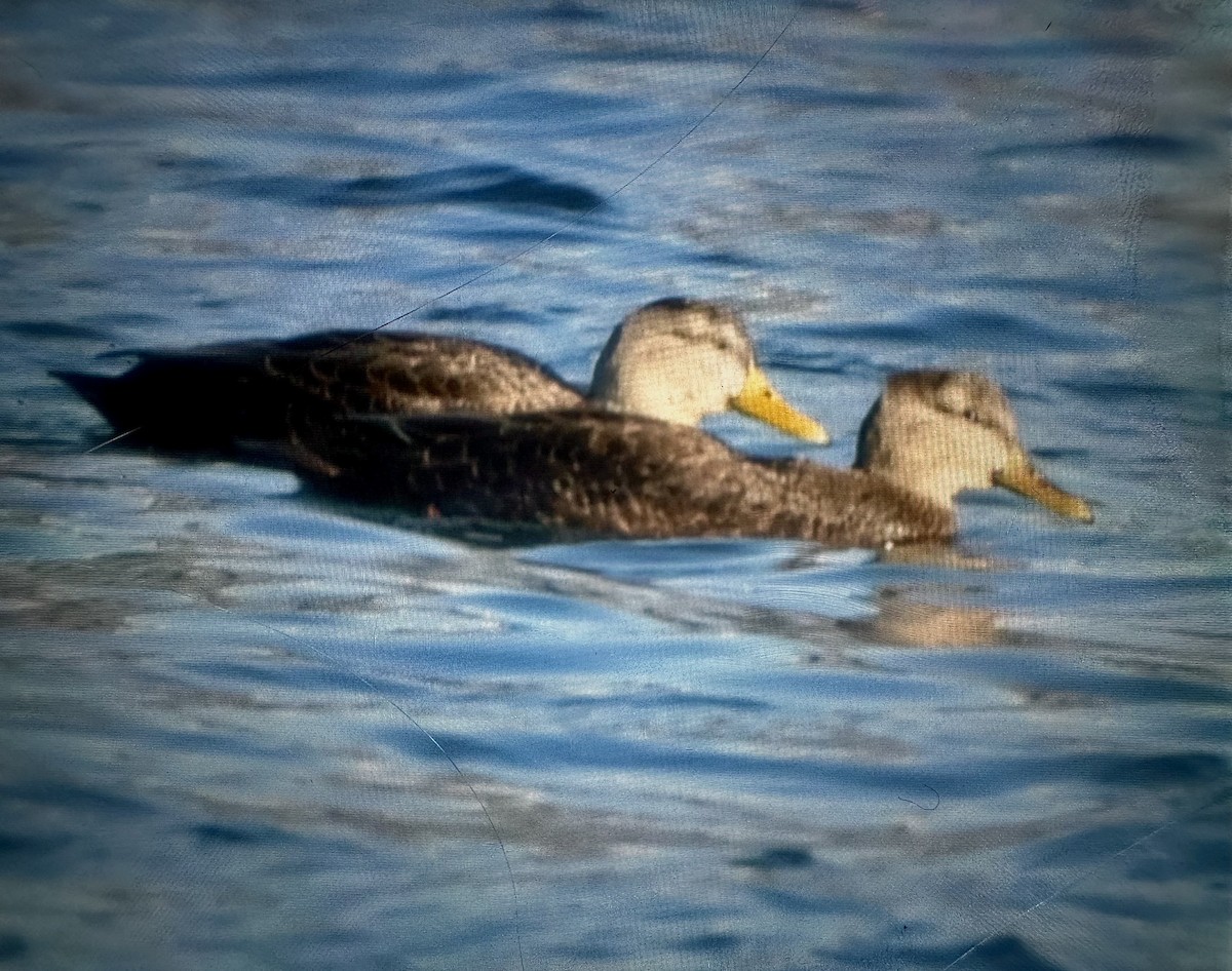 American Black Duck - ML647379607