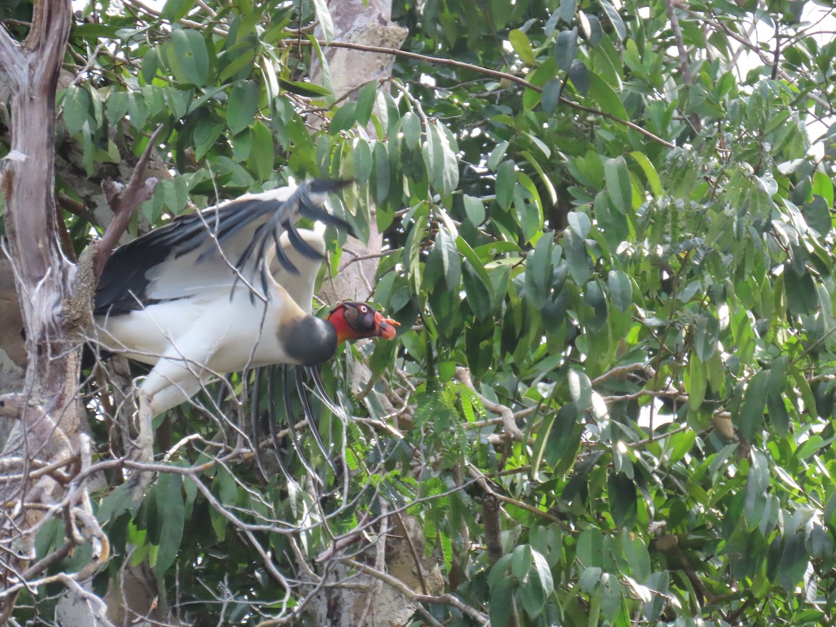 King Vulture - ML647379617