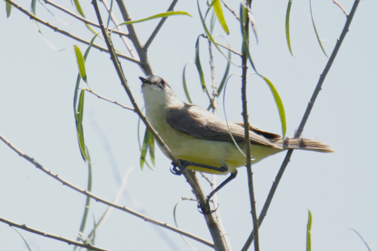 Cattle Tyrant - ML647379640