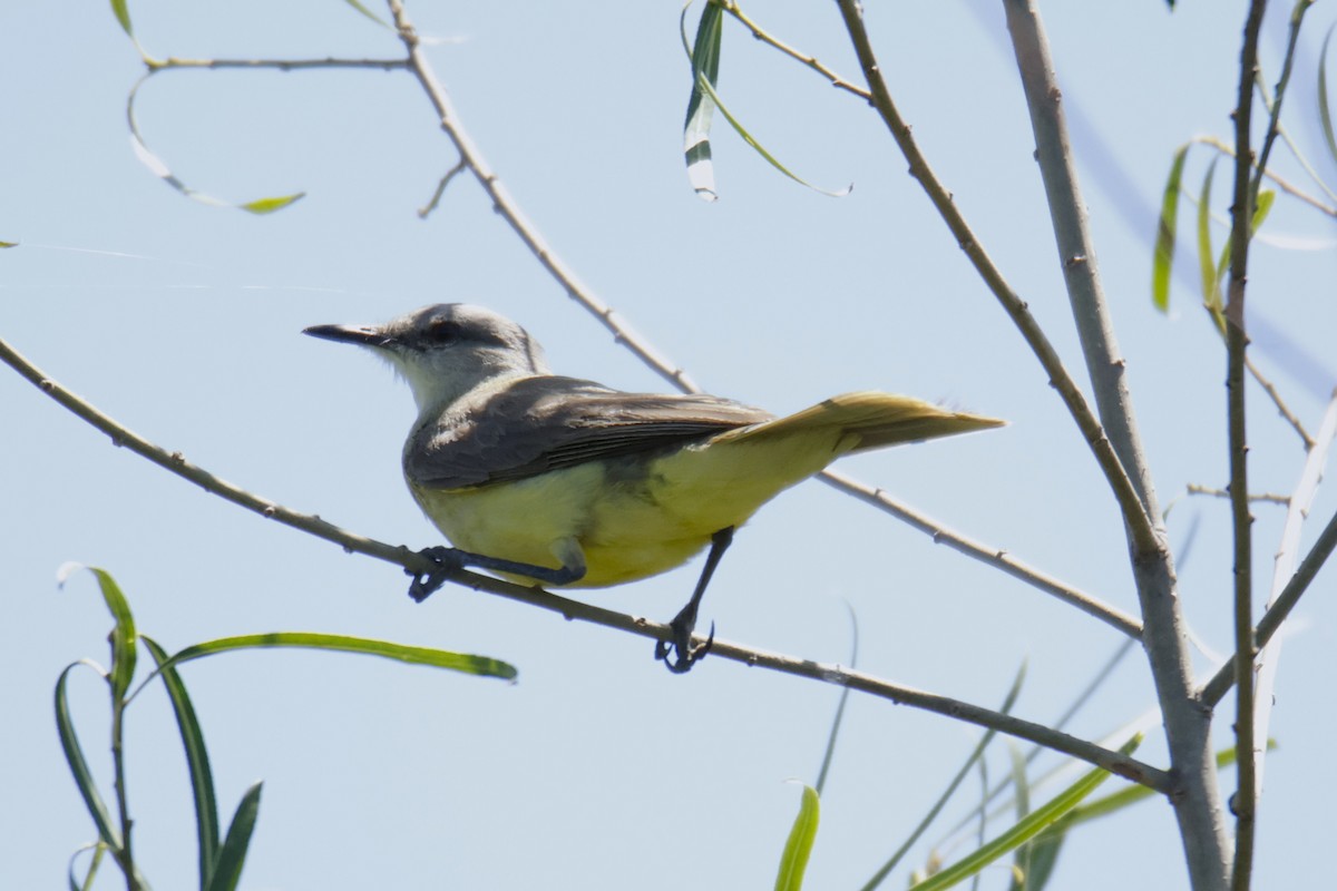 Cattle Tyrant - ML647379641