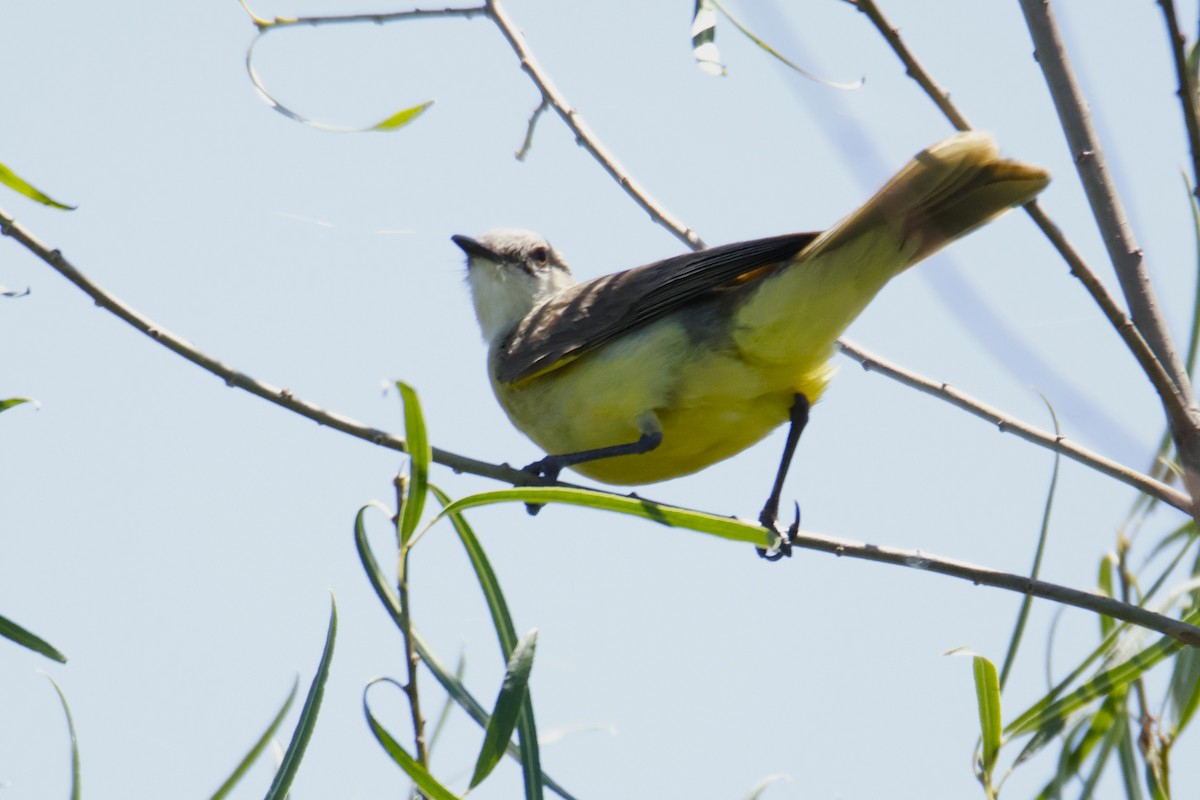 Cattle Tyrant - ML647379642