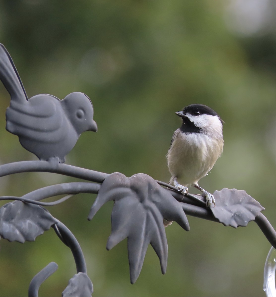 Carolina Chickadee - ML647379643