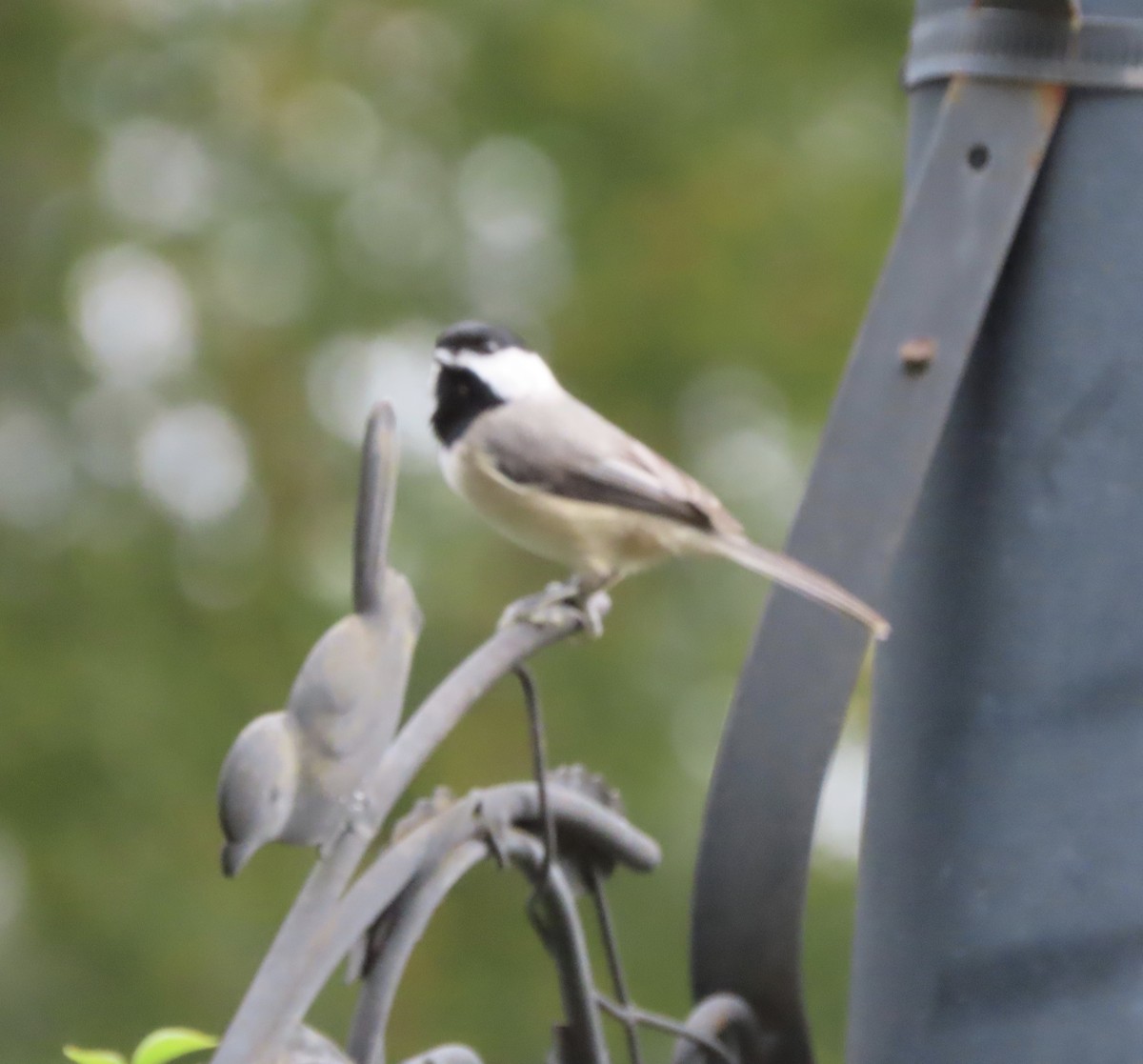 Carolina Chickadee - ML647379644