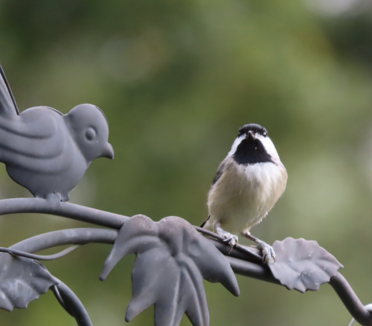 Carolina Chickadee - ML647379645