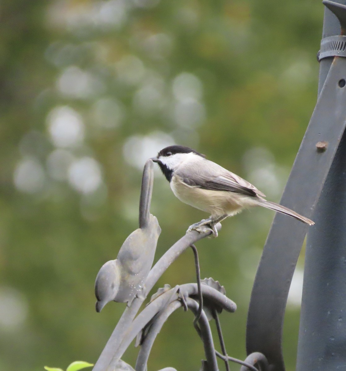 Carolina Chickadee - ML647379646