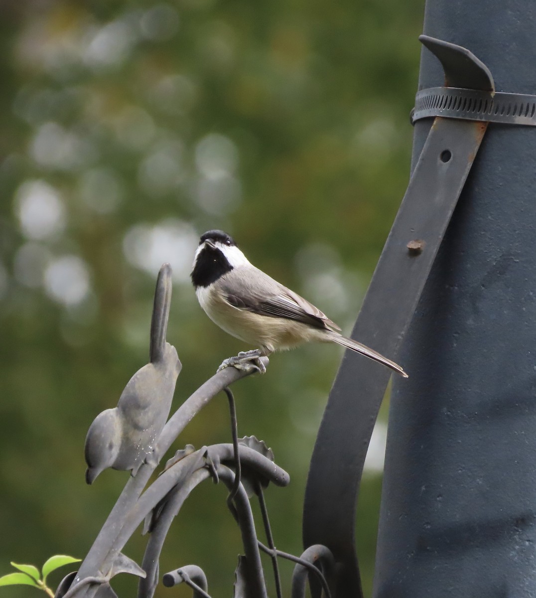 Carolina Chickadee - ML647379647