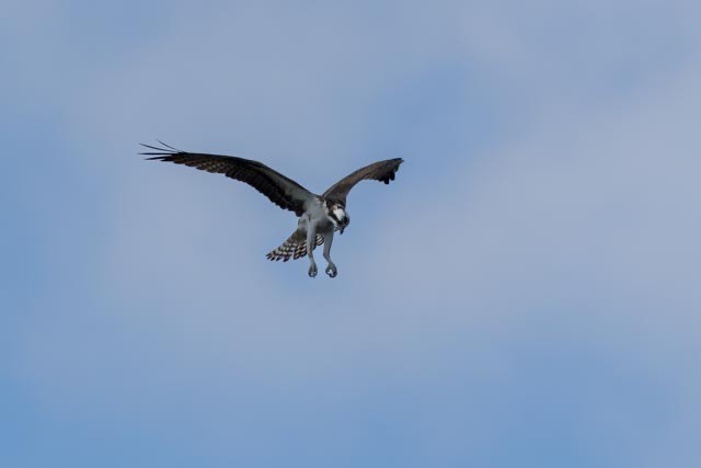 Osprey - ML647379659