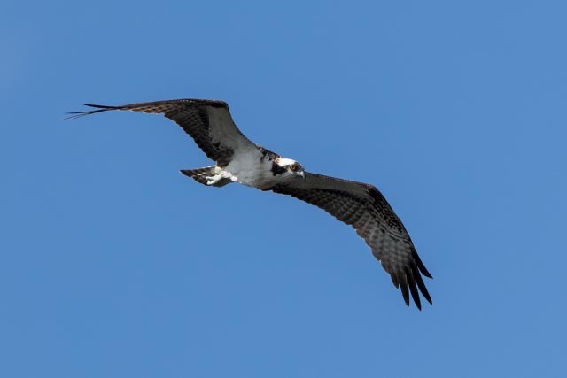 Osprey - ML647379660