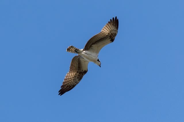 Osprey - ML647379661
