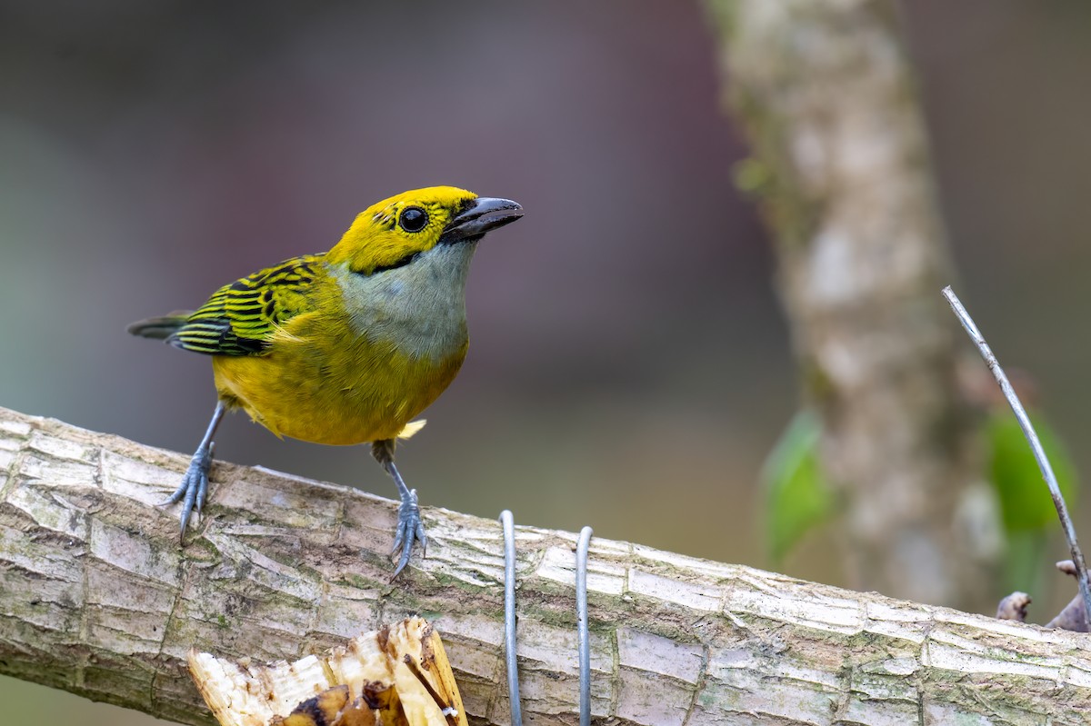 Silver-throated Tanager - ML647379663