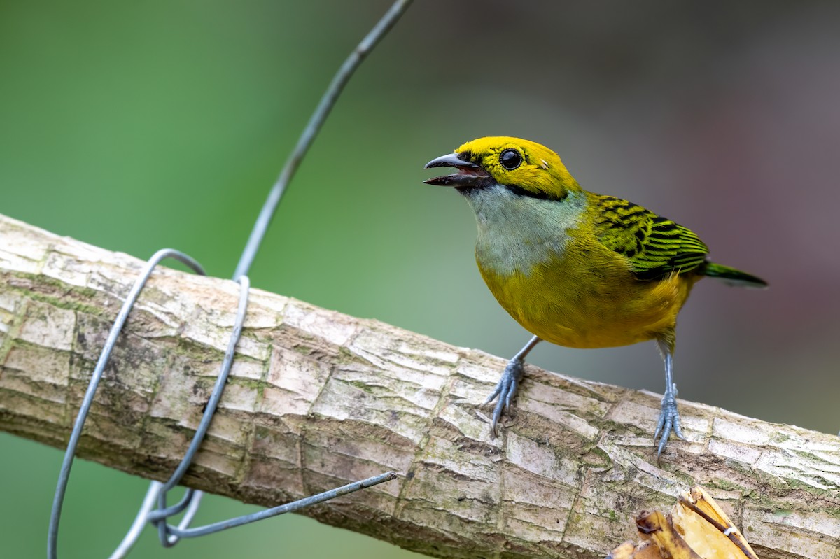 Silver-throated Tanager - ML647379664