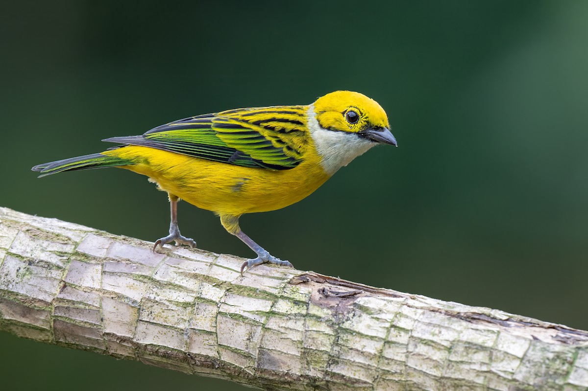 Silver-throated Tanager - ML647379665