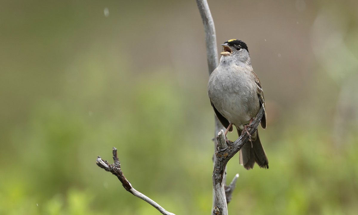 Golden-crowned Sparrow - ML647379666