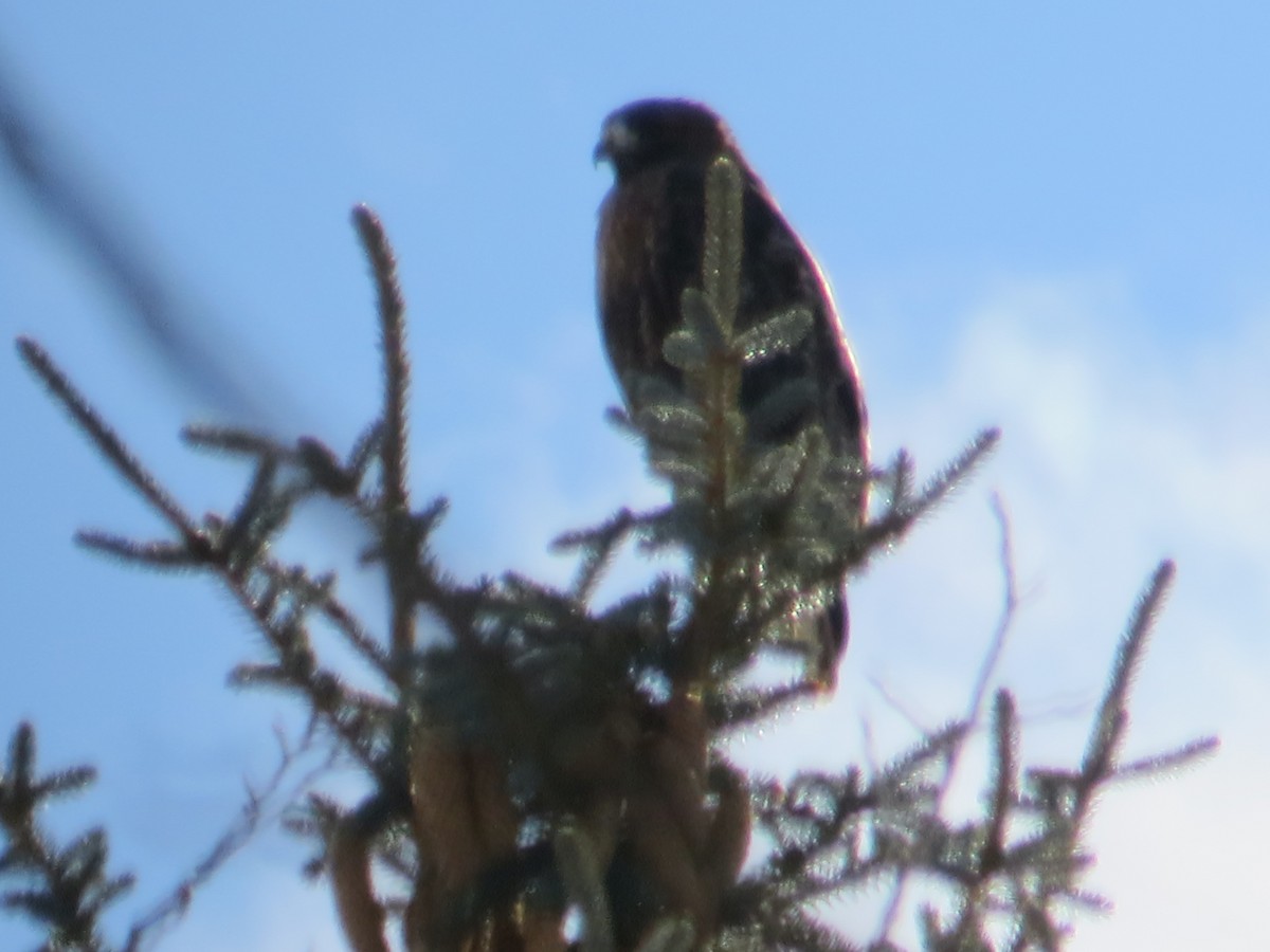 hawk sp. - ML647379667