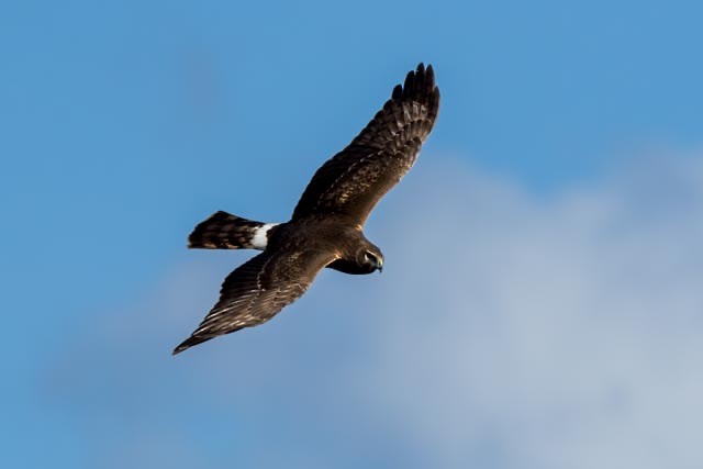 Northern Harrier - ML647379668