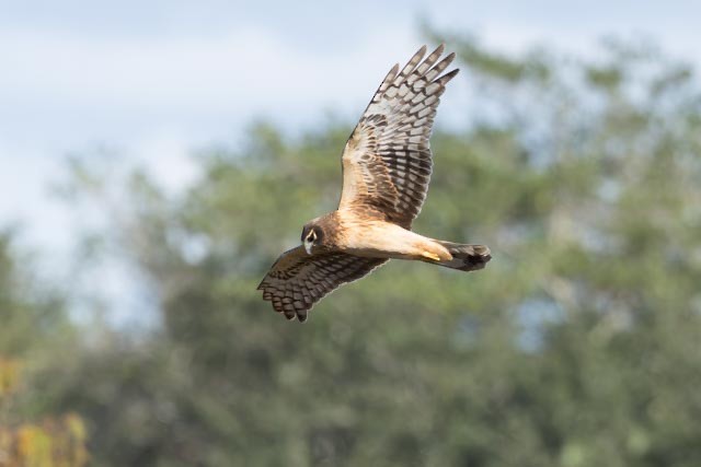 Northern Harrier - ML647379669