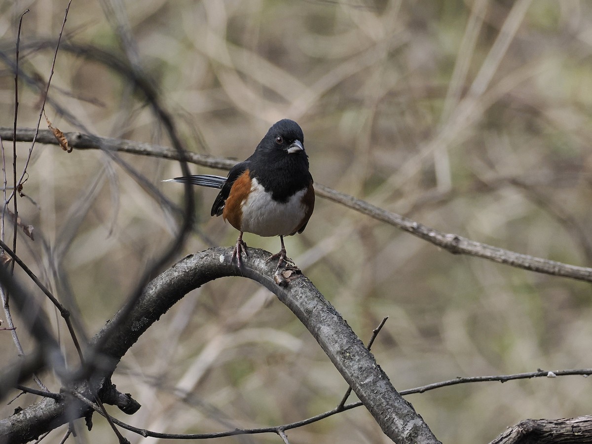 Eastern Towhee - ML647379670