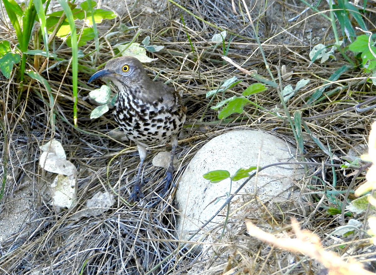 Gray Thrasher - ML647379671