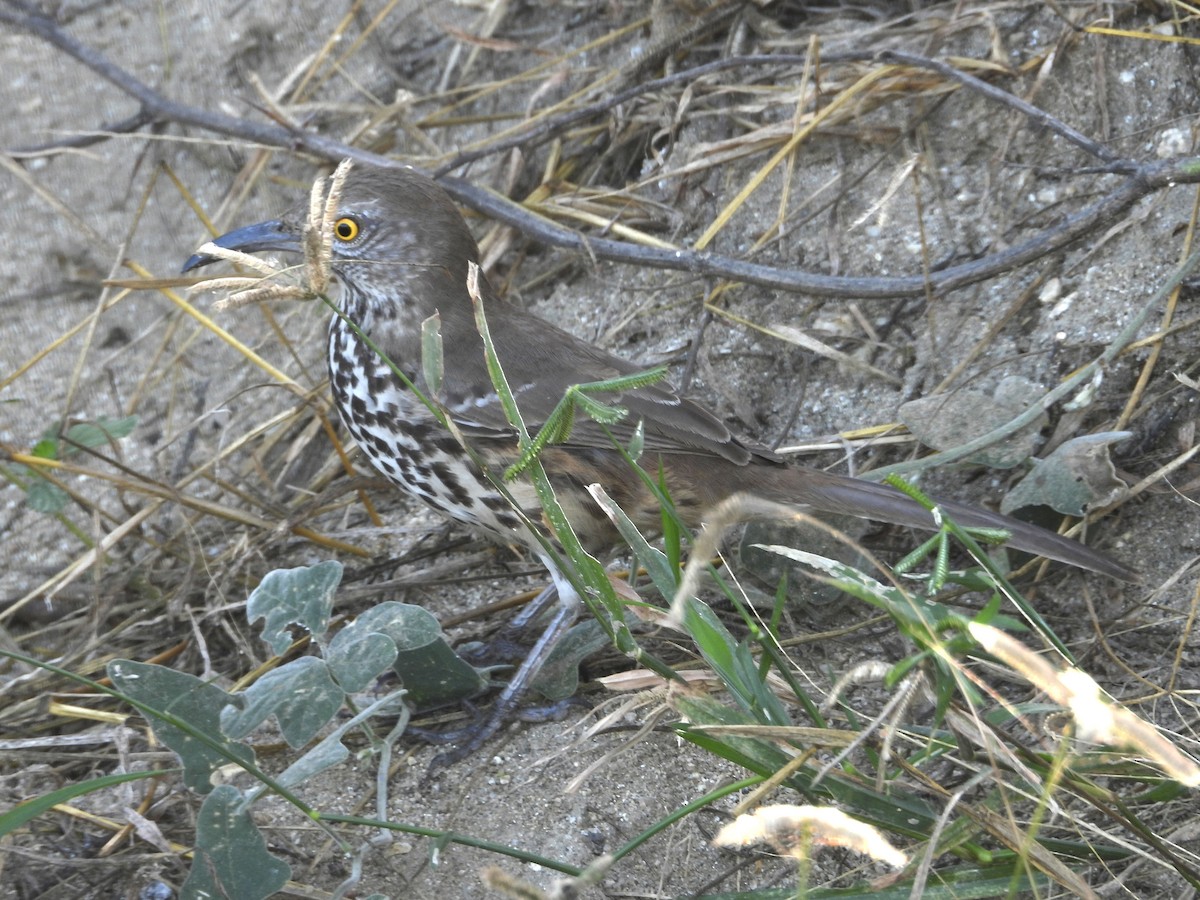 Gray Thrasher - ML647379672